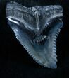 Large Hemipristis Shark Tooth Fossil #3918-1